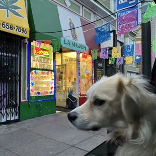 a dog looking out the window