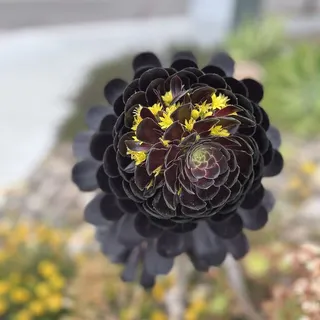 S K.
