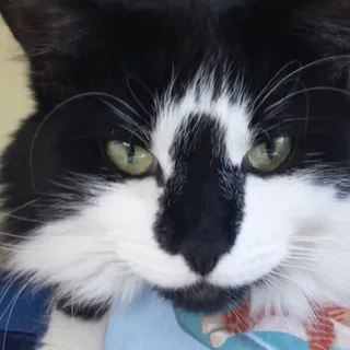 T C.