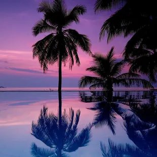 palm trees reflected in a pool