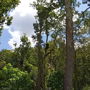 In the trees outside