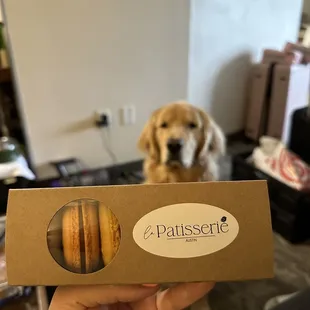 macarons