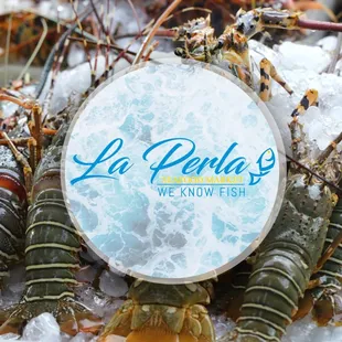 lobsters on ice