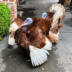 Turkeys outside!