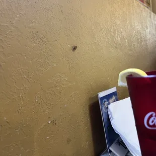 A baby roach