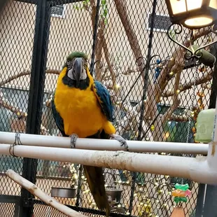 Hi parrot!