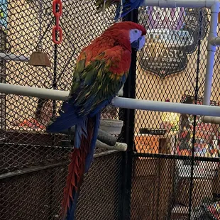 Bird in the lobby
