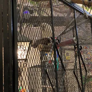 Parrots in the entrance.