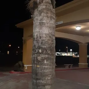This is a palm tree , i thought it was interesting.