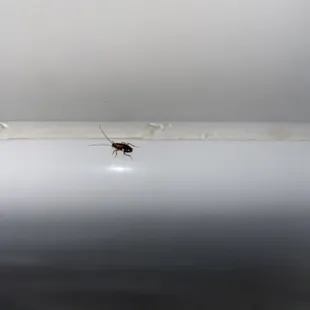 ROACHESSS &amp; BED BUGGS