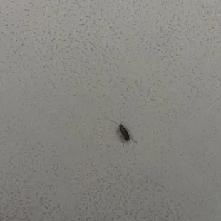 Roaches in shower