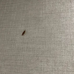 Even more cockroaches