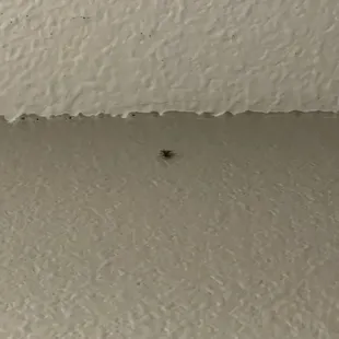 More cockroaches