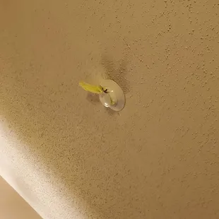 Smoke detector wrapped in plastic bags so it doesn&apos;t work.