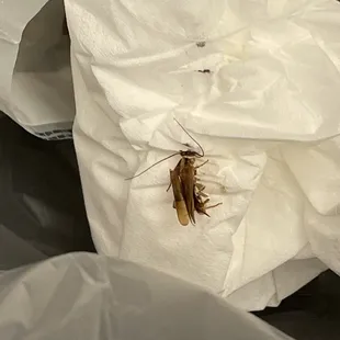 Cockroach infested