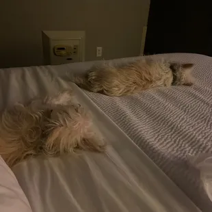 Dog friendly hotel.