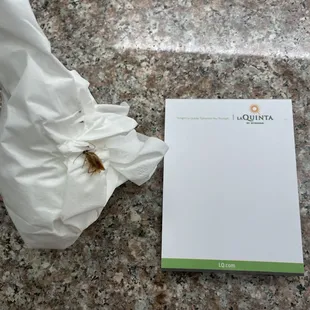 Cockroaches in La Quinta Hotel, Modesto, CA