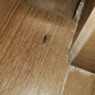 Huge bug crawling around the room