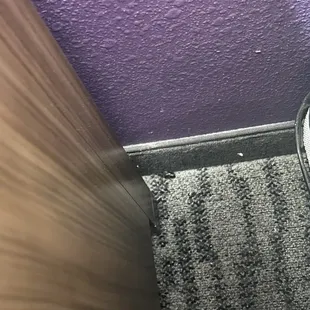 Dead bugs on the floor