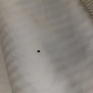 Bed bug in my &quot;upgraded&quot; room.