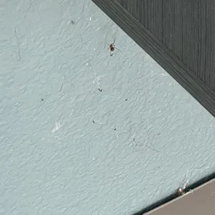 Spiders