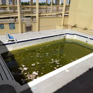 Why don't they just drain this cesspool?!