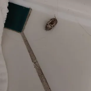 More dead and live bugs, in the bathroom of my room