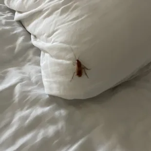 I felt something crawl on me last night this morning it crawled out from underneath the pillow