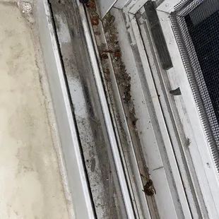 Bugs and dirt in the windowsill