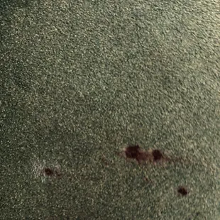 One of many questionable stains on the carpeting