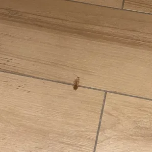 a cockroach found in the room.
