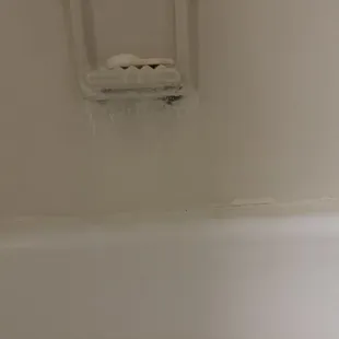 Soap, holder, in shower with mold.