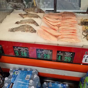 Fish