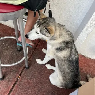 a husky dog sitting on a stool