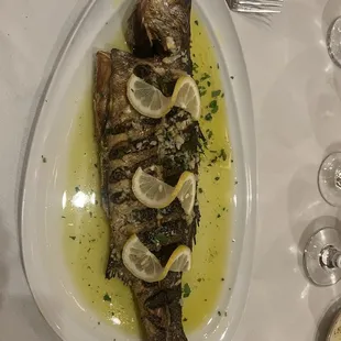 Mediterranean Sea Bass