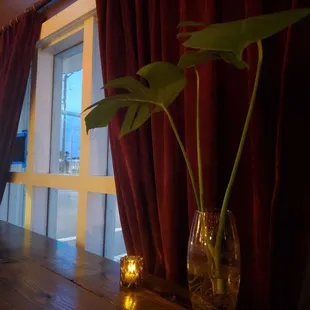 a plant in a vase on a table