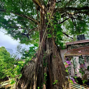 The Banyon tree