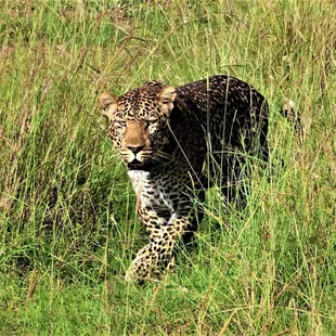 The elusive Leo-Pard!