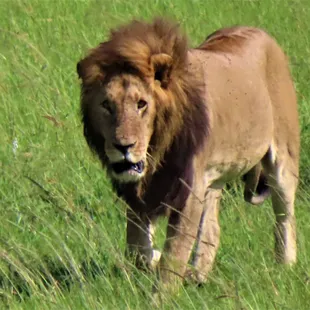 "You wan' a piece of me!?!?"