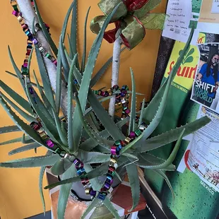 A 10 year old aloe Vera plant