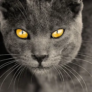 Kitty K.