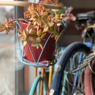 Vintage bike inside Resturant