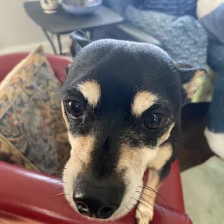 Badger H.
