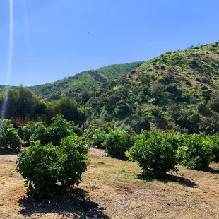 Our lovely Citrus Alley, Citrus Grove