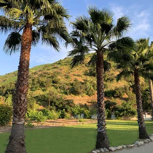Lovely palm trees