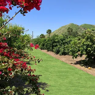 Our wonderful field &amp; orchard is perfect for your weddings / events