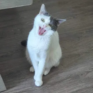 D L.