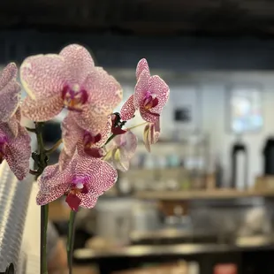 Orchids are usually in the lobby to admire