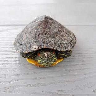 Stow away found in sack of crawfish