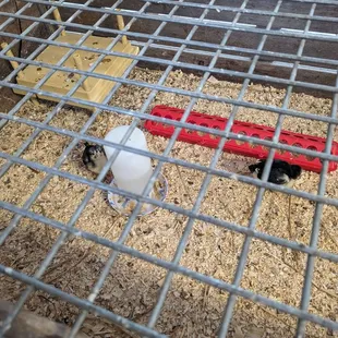 The baby chickens